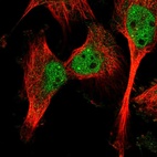 Anti-CAPN10 Antibody