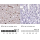 Anti-SERPINI1 Antibody