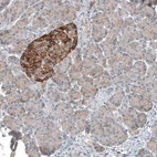 Immunohistochemical staining of human pancreas shows strong membranous positivity in islets of Langerhans.