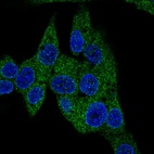 Anti-PDE3B Antibody