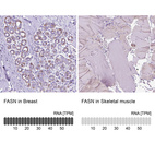 Anti-FASN Antibody