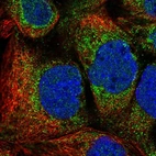 Immunofluorescent staining of human cell line A-431 shows localization to cytosol & mitochondria.