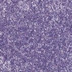 Immunohistochemical staining of human lymph node shows low expression as expected.