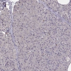 Immunohistochemical staining of human pancreas shows no positivity in exocrine glandular cells as expected.