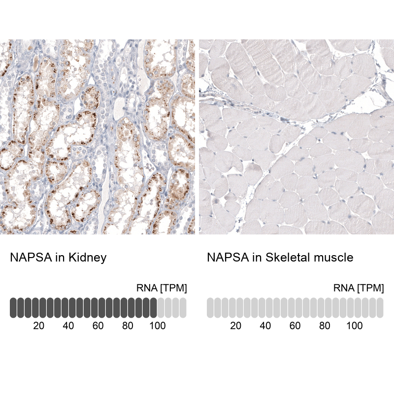 Anti-NAPSA Antibody