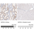 Anti-NAPSA Antibody