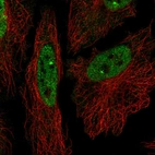 Immunofluorescent staining of human cell line HeLa shows localization to nucleoplasm.