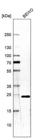 Western blot analysis in human cell line BEWO.