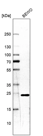 Western blot analysis in human cell line BEWO.