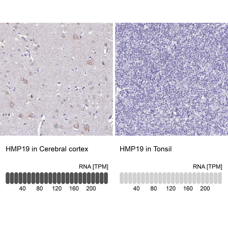 Anti-HMP19 Antibody