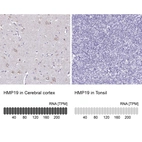 Anti-HMP19 Antibody