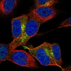 Immunofluorescent staining of human cell line SH-SY5Y shows localization to the Golgi apparatus.