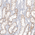 Anti-NAPSA Antibody