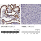 Anti-CREB3L3 Antibody