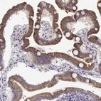 Immunohistochemical staining of human duodenum shows high expression.