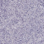 Anti-CREB3L3 Antibody