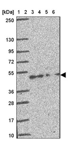 Anti-CREB3L3 Antibody