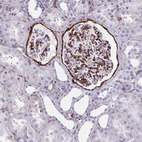 Immunohistochemical staining of human kidney shows strong positivity in cells in glomeruli.
