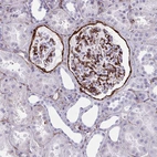Immunohistochemical staining of human kidney shows strong positivity in cells in glomeruli.