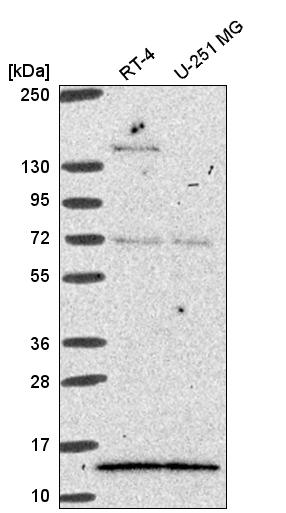 Anti-GTF2A2 Antibody