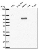 Western blot analysis in human cell line RT-4, human cell line U-251 MG, human plasma, human liver tissue and human tonsil tissue.