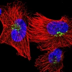 Immunofluorescent staining of human cell line U-251 MG shows localization to the Golgi apparatus.