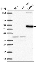 Anti-CLIP4 Antibody