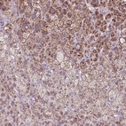 Anti-SCO2 Antibody