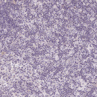 Immunohistochemical staining of human lymph node shows no positivity in non-germinal center cells as expected.