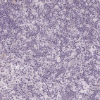 Immunohistochemical staining of human lymph node shows no positivity in non-germinal center cells as expected.