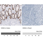 Anti-CDX2 Antibody