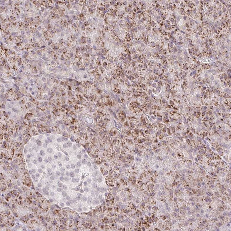 Anti-ZFP41 Antibody