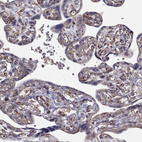 Anti-ARFGAP1 Antibody