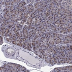 Immunohistochemical staining of human pancreas shows strong cytoplasm granular positivity in exocrine glandular cells.