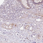 Anti-CCNI2 Antibody