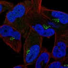 Immunofluorescent staining of human cell line RH-30 shows localization to the Golgi apparatus.