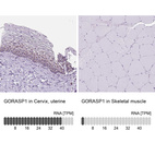 Anti-GORASP1 Antibody