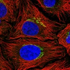 Immunofluorescent staining of human cell line HeLa shows localization to the Golgi apparatus.