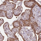 Immunohistochemical staining of human placenta shows strong cytoplasmic positivity in trophoblastic cells.