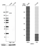 Western blot analysis in human cell lines A-549 and U2OS using Anti-MINK1 antibody. Corresponding MINK1 RNA-seq data are presented for the same cell lines. Loading control: Anti-GAPDH.
