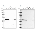 Anti-NUP37 Antibody