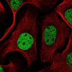 Immunofluorescent staining of human cell line U-2 OS shows localization to nucleoplasm.