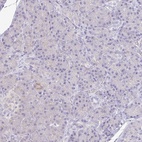 Immunohistochemical staining of human pancreas shows low expression as expected.