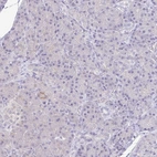 Immunohistochemical staining of human pancreas shows low expression as expected.