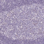Immunohistochemical staining of human lymph node shows no positivity in germinal center cells as expected.