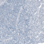 Anti-CDX2 Antibody