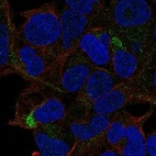 Anti-TSLP Antibody
