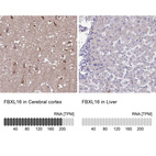 Immunohistochemistry analysis in human cerebral cortex and liver tissues using HPA056354 antibody. Corresponding FBXL16 RNA-seq data are presented for the same tissues.