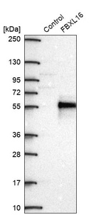 Western blot analysis in control (vector only transfected HEK293T lysate) and FBXL16 over-expression lysate (Co-expressed with a C-terminal myc-DDK tag (~3.1 kDa) in mammalian HEK293T cells, LY407066).