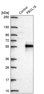 Western blot analysis in control (vector only transfected HEK293T lysate) and FBXL16 over-expression lysate (Co-expressed with a C-terminal myc-DDK tag (~3.1 kDa) in mammalian HEK293T cells, LY407066).